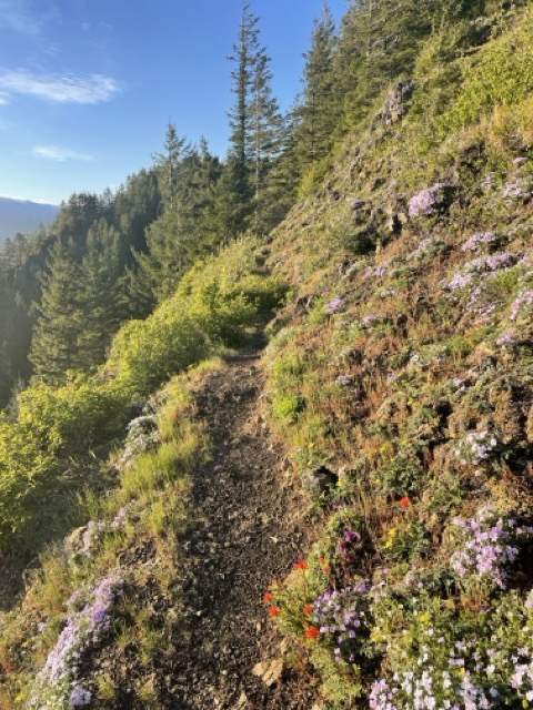 Forest trail in Oregon