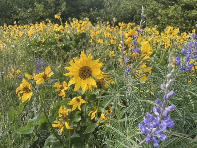 Wildflowers along the course