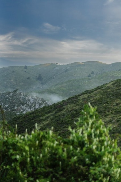 Trail through the Marin hills