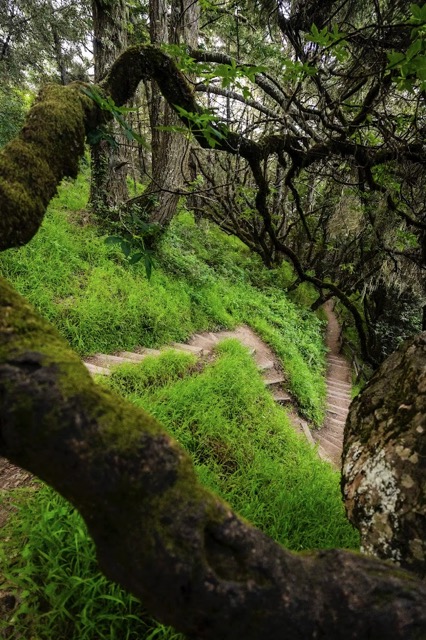 Moss-covered forest trail