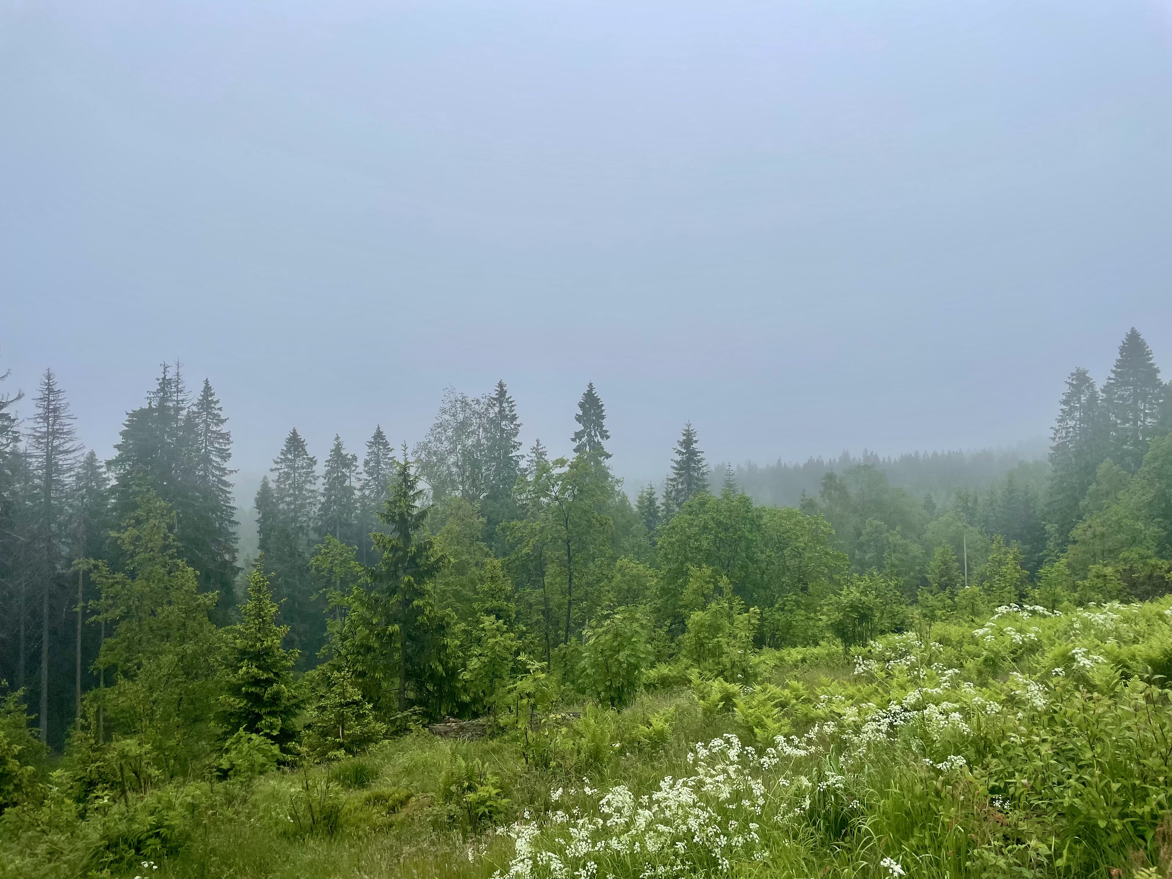 Oslo Forest