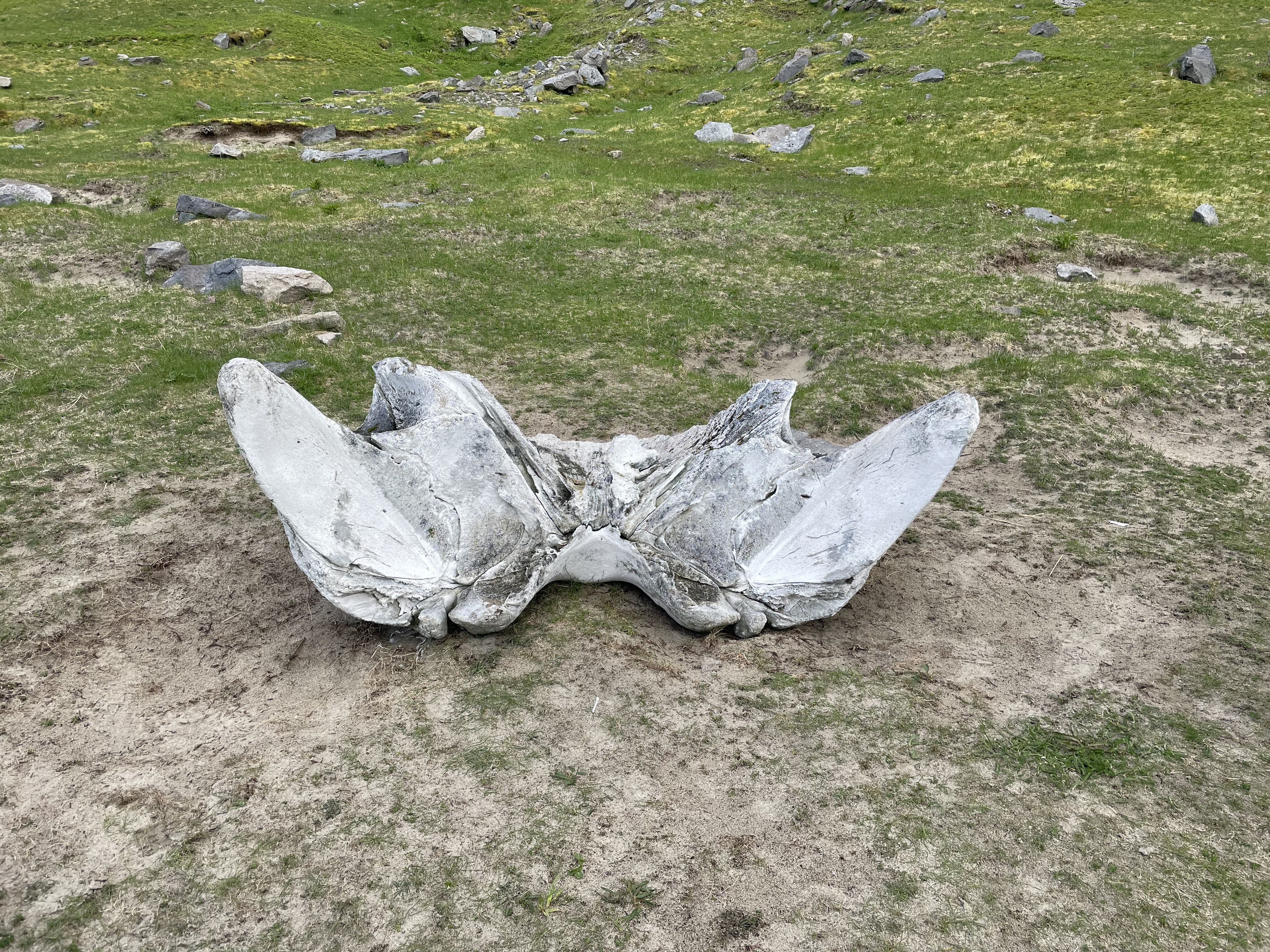Whale Vertebrae