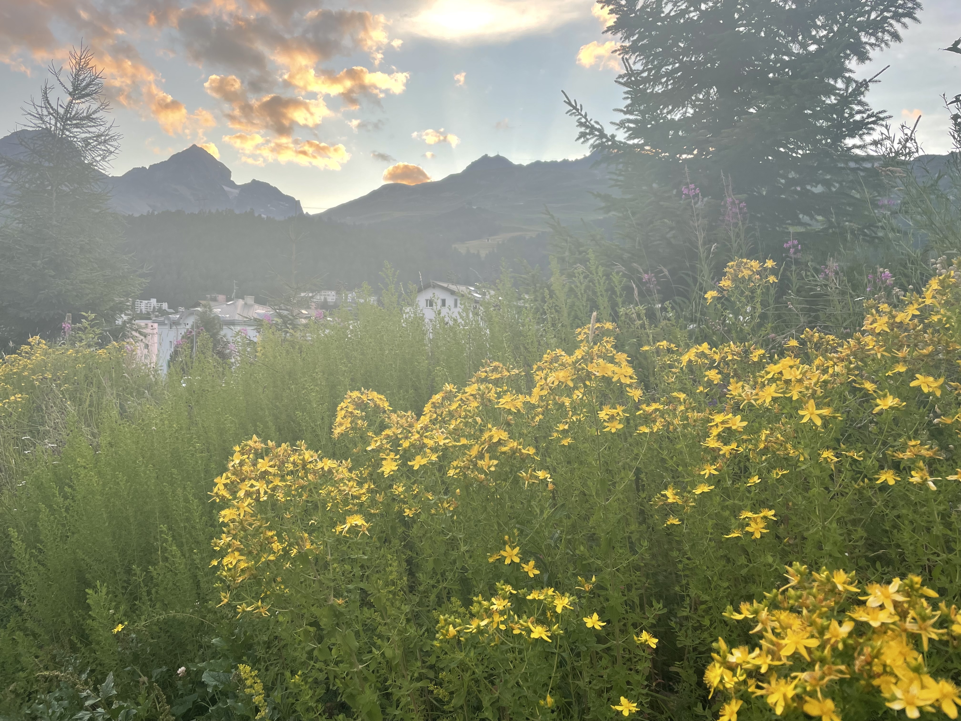 Alpine scenery